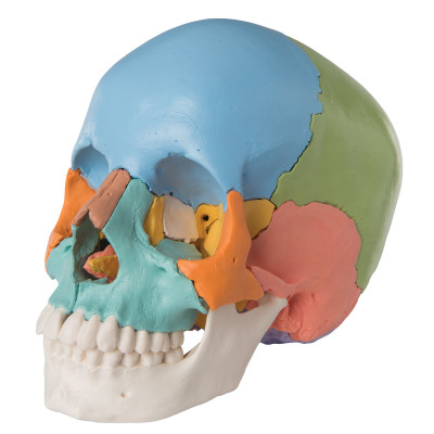 Cranio umano smontabile DentalStore